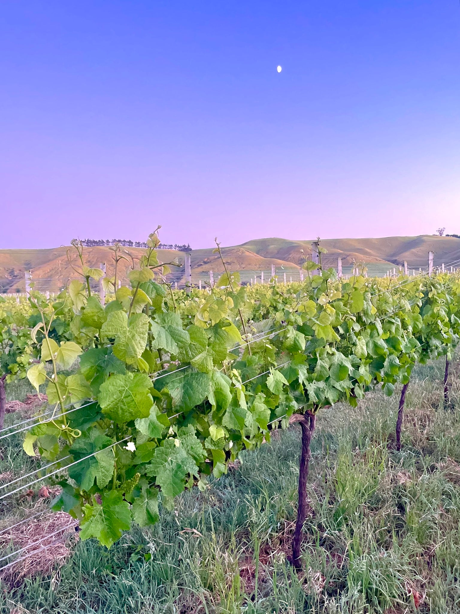 IMG_5613_2f26a720-1287-4b5b-